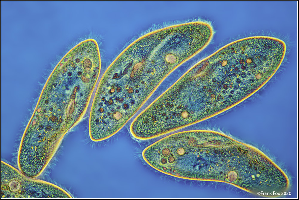 Paramecium caudatum Mikrofotografie und Makrofotografie